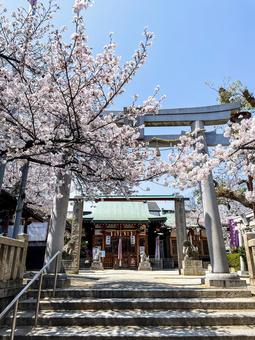 大阪の生野八坂神社の桜 景色,風景,桜の写真素材