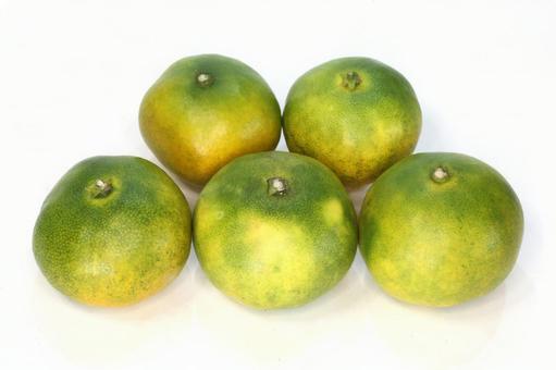 早生大長みかん 柑橘,食べ物,早生の写真素材