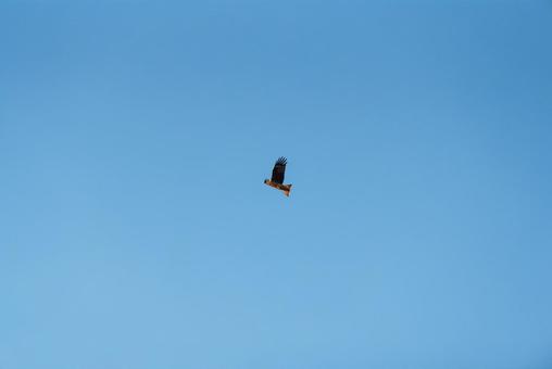 大空を優雅に舞うトビ 大空を優雅に舞うトビ トビ,猛禽類,野鳥の写真素材