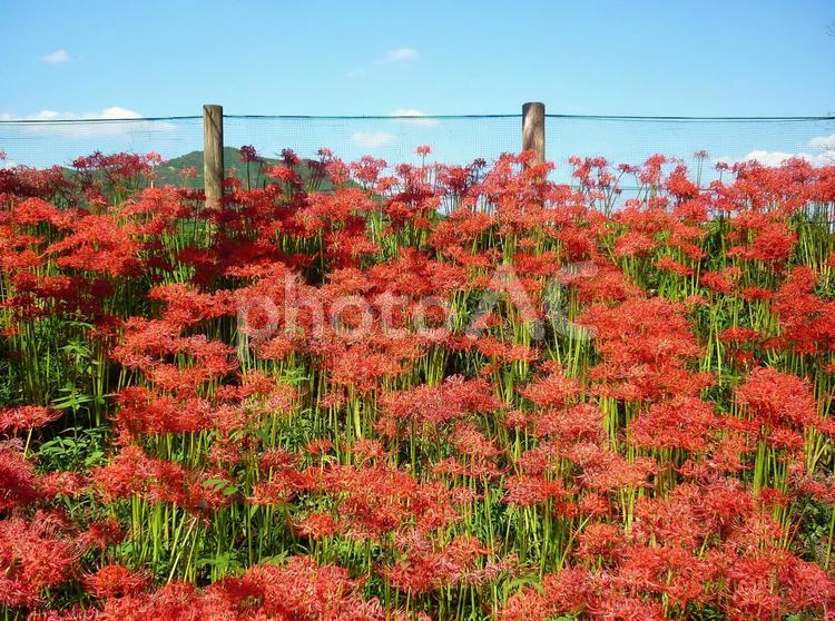 曼珠沙華（彼岸花）03 曼珠沙華,ヒガンバナ,満開の写真素材
