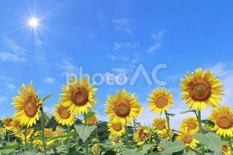 ひまわり畑　暑い夏 ひまわり,夏,ひまわり畑の写真素材