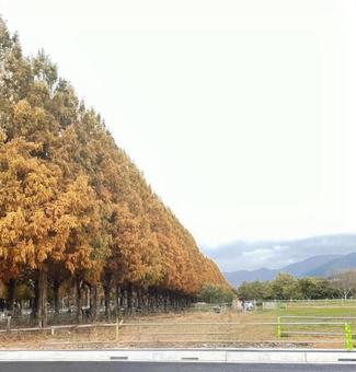 メタセコイア並木 メタセコイア並木,並木道,木の写真素材