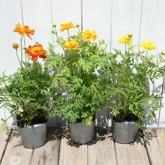 カラフルな夏の花 黄花コスモスの苗 カラフルな夏の花 黄花コスモスの苗の写真