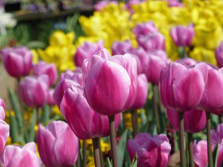 公園の花壇に咲く赤紫色のチューリップ 公園の花壇に咲く赤紫色のチューリップ チューリップ,花,植物の写真素材