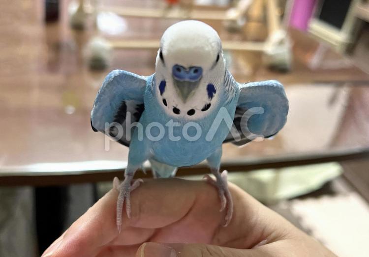 セキセイインコ　ワキワキポーズ セキセイインコ,ワキワキ,ポーズの写真素材