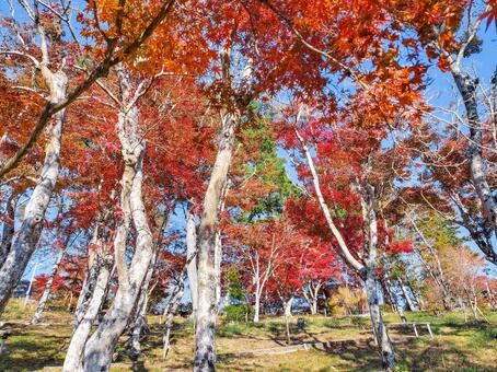 紅葉のもみじ林　伊豆の修善寺虹の郷にて 紅葉,モミジ,紅葉狩りの写真素材