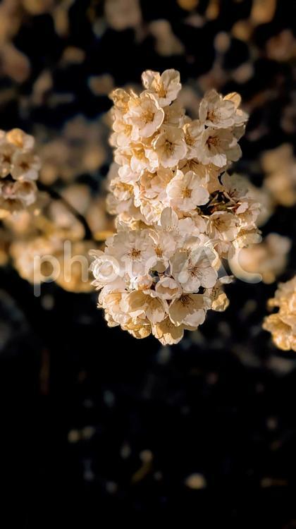 宵に咲き誇る夜桜② 夜桜,桜,春の写真素材