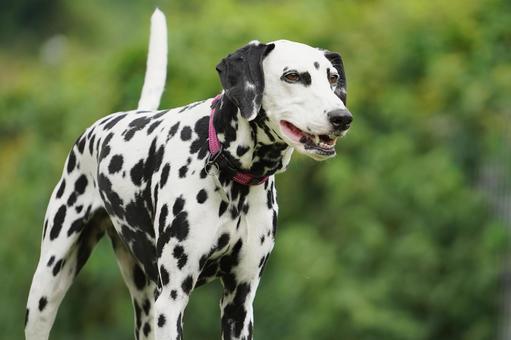 ドッグランのダルメシアン ドッグランのダルメシアン 犬,ダルメシアン,dogの写真素材