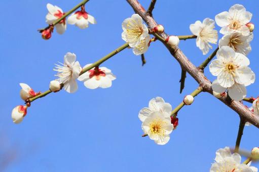 美しい白梅　２ 梅,正月,花の写真素材