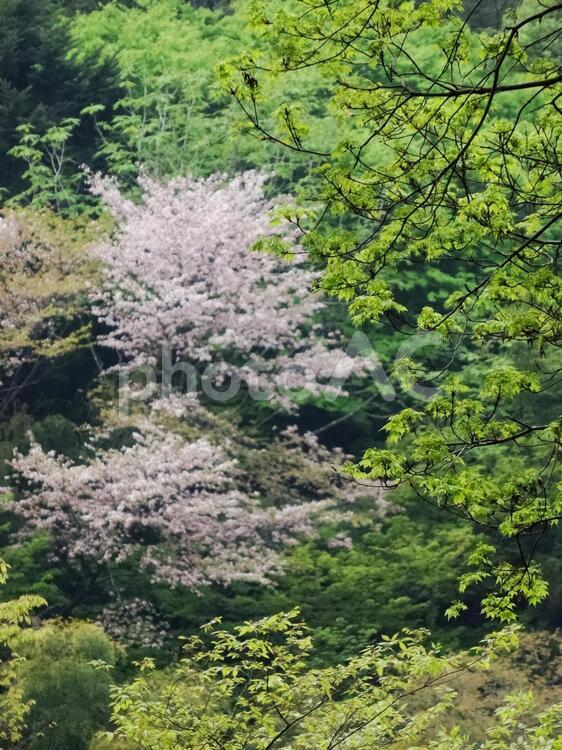 モミジの新緑と山桜 モミジ,山桜,新葉の写真素材