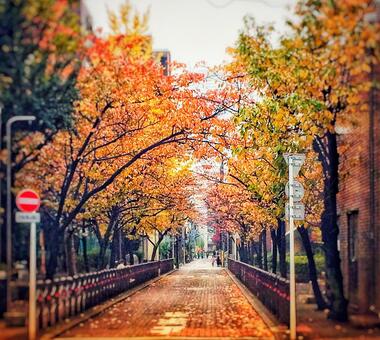 秋への道 秋への道の写真