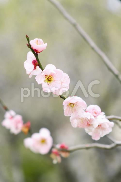 春の風景　梅の花　アップ 梅,梅林,ピンクの写真素材