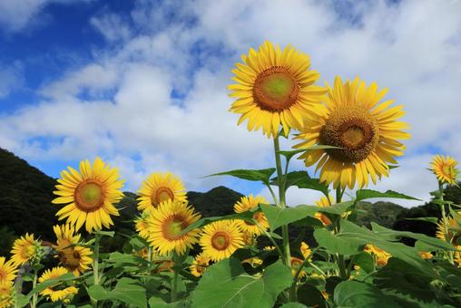ひまわり畑 ひまわり畑 向日葵,ひまわり畑,ひまわりの写真素材