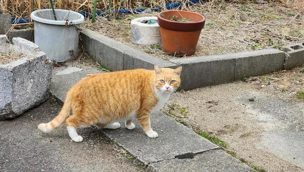 お猫様 猫,ねこ,キャットの写真素材