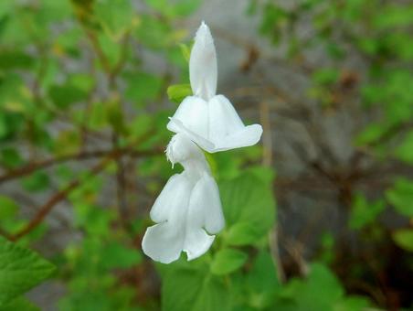 【花の写真】チェリーセージ 【花の写真】チェリーセージ チェリーセージ,シソ科,花の写真素材