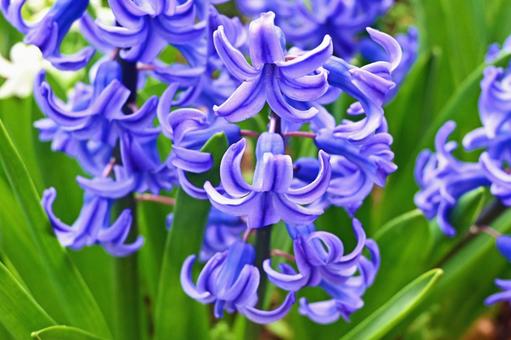 紫のヒヤシンスの写真