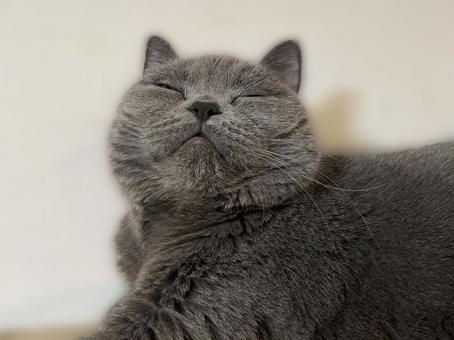 猫 猫の写真