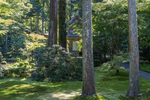 京都 大原三千院 往生極楽院 京都 大原三千院 往生極楽院 三千院,門跡寺院,大原の写真素材
