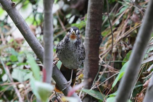 チャミミガビチョウ チャミミガビチョウの写真