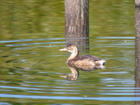 池で泳ぐ冬羽のカイツブリ カイツブリ,野鳥,動物の写真素材