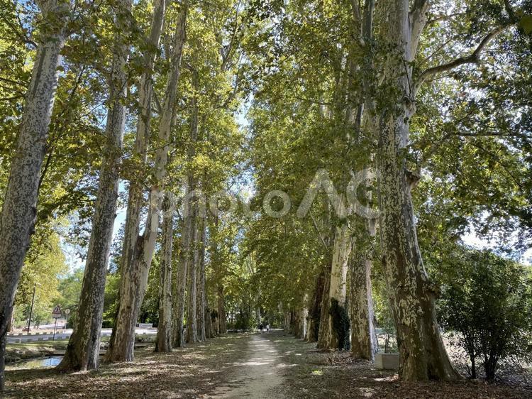 フランスの自然風景 フランス,畑,自然の写真素材