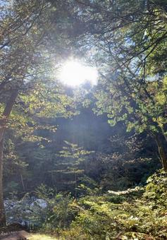 森林 太陽 風景 森林 太陽 風景の写真