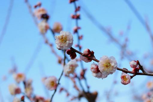 開花した梅の花 開花した梅の花の写真