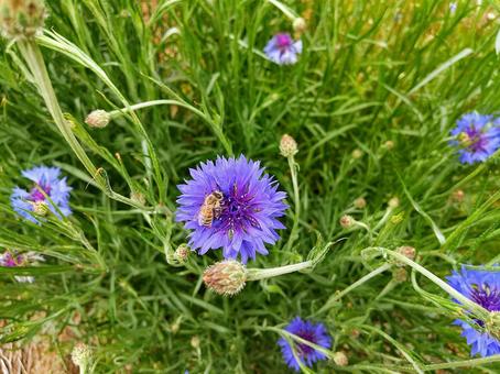 Purple cornflowers and bees, JPG Purple cornflowers and bees, purple cornflower, cornflower, yagurumagiku, JPG