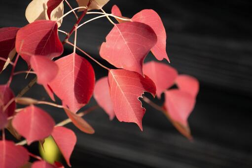 秋の紅葉風景 赤い葉っぱ 秋の紅葉風景 赤い葉っぱの写真