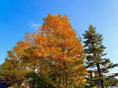 美しい紅葉の木々と青空 青空,空,ブルースカイの写真素材