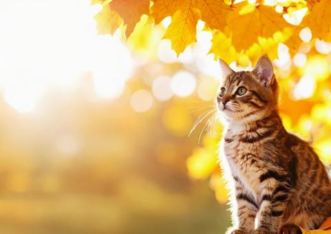 秋色の紅葉と動物・紅葉を見上げる子猫の写真