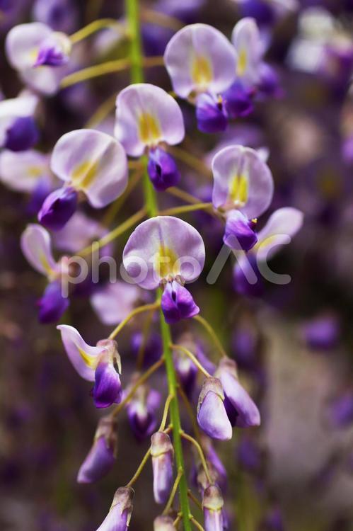 春の公園に咲く美しい藤の花クローズアップ 藤,藤の花,フジの写真素材