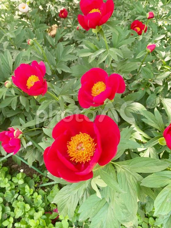 花　牡丹　芍薬 花,牡丹,芍薬の写真素材