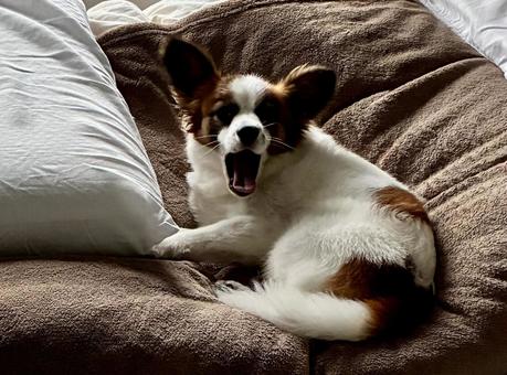 怒った犬　怖い パピヨン,papillon,犬の写真素材