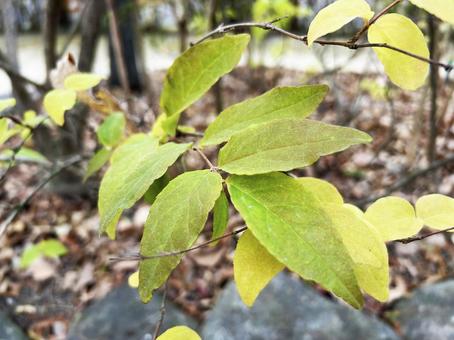 トキワマンサクのアップ トキワマンサク,アップ,色鮮やかの写真素材