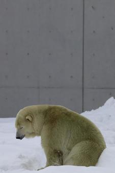 シロクマ シロクマの写真