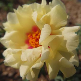 マツバボタン(松葉牡丹) マツバボタン(松葉牡丹) マツバボタン,松葉牡丹,花の写真素材