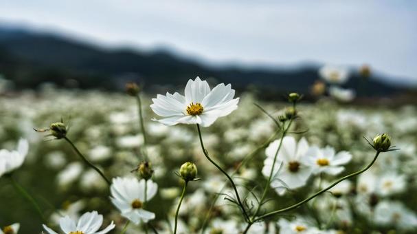 白いコスモス畑 花,植物,グラデーションの写真素材