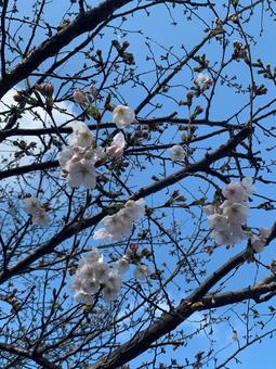 桜 桜の写真