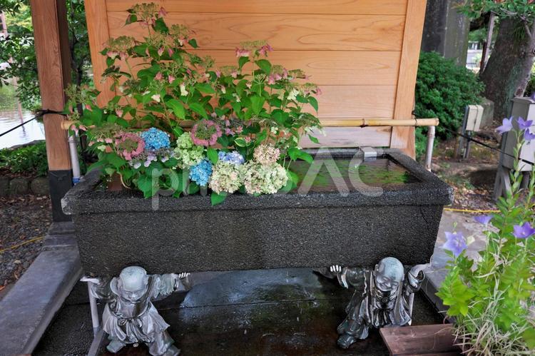 西新井大師　花手水 西新井大師,総持寺,總持寺の写真素材