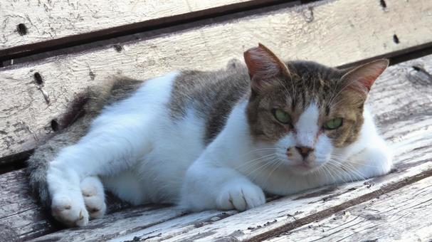 夕涼みが日課のもふもふであざとい猫様 夕涼みが日課のもふもふであざとい猫様の写真