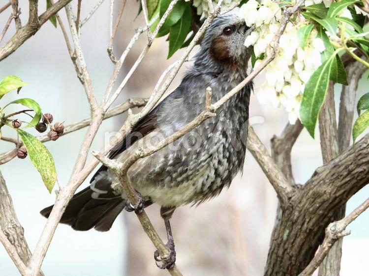 アセビの花を叩くヒヨドリ 鳥,野鳥,ヒヨドリの写真素材