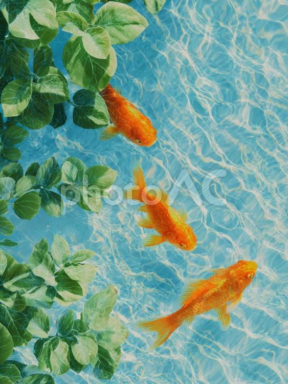 金魚と水草と波模様 金魚,水草,波模様の写真素材