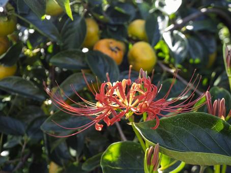 柿の実と寄り添う秋の華 柿の実と寄り添う秋の華 彼岸花,柿,果実の写真素材