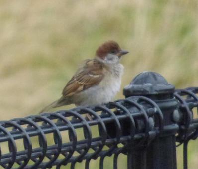 雀の子004 雀の子004の写真