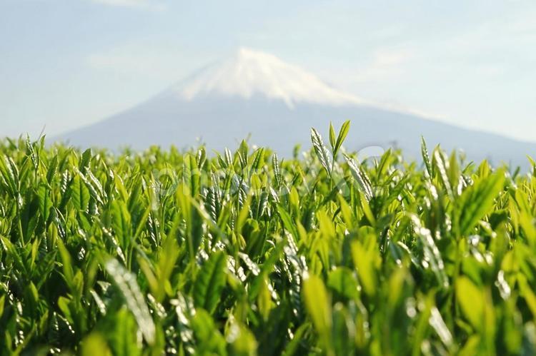 緑茶の茶葉と富士山　新茶のイメージ 茶,富士山,抹茶の写真素材