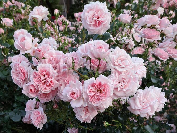 バラ園　札幌 ローズガーデン,薔薇,ピンクの写真素材