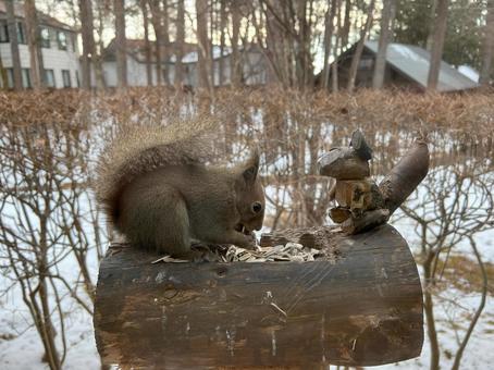 List and Squirrel, JPG