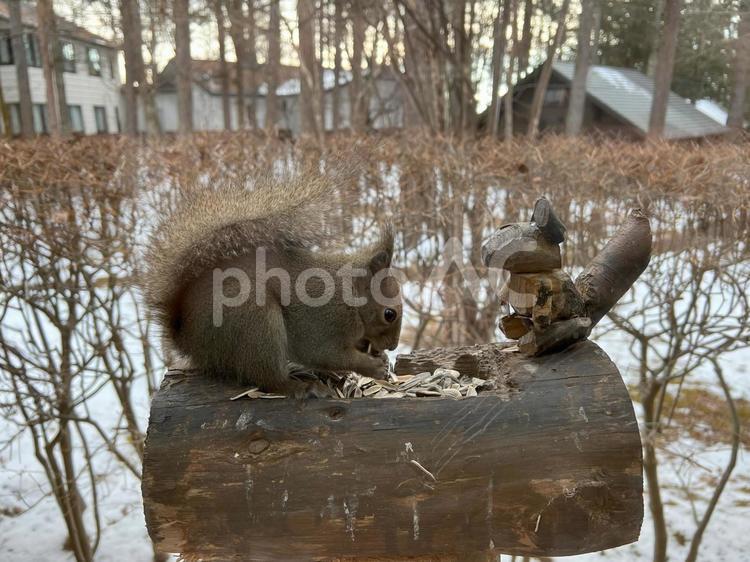 りすとりす りす,リス,動物の写真素材