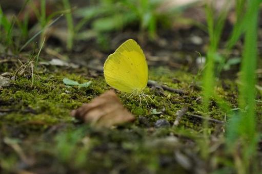 草の上で休む蝶々 蝶々,蝶,黄色の写真素材